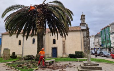 O Concello de Melide procede á talla da palmeira da Capela de San Roque por motivos de seguridade ante os efectos irreversibles da praga de picudo vermello